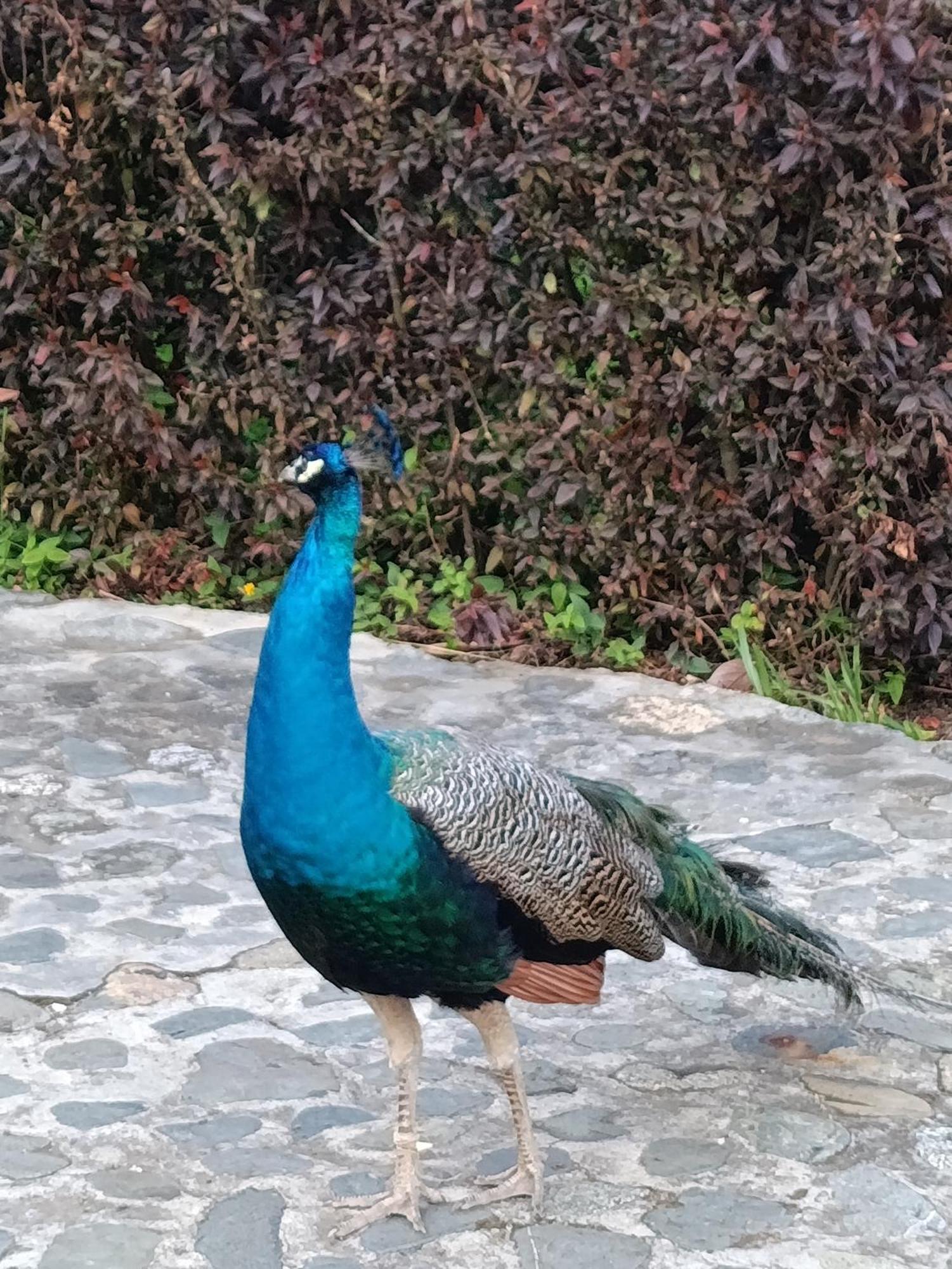 Finca Las Gaviotas - Mulalo, Yumbo Villa Luaran gambar